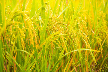 Field of ripe rice at Morning