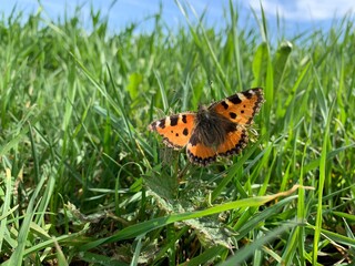 butterfly on grass