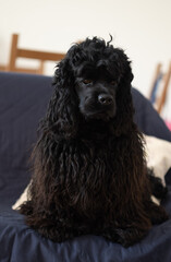 Dog on the sofa in a small apartment