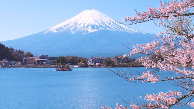 満開の桜と富士山をバックに観光船が横切る山梨県の河口湖から眺める春の風景