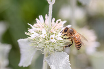 Bee - Apis mellifera - pollinates hite horehound - Marrubium incanum.