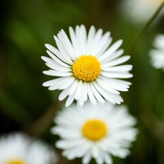 Closeup of a daisy ion a spring day