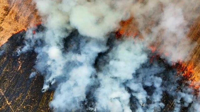 The burning of agricultural land. In many countries, including the United States, agricultural burning is regulated by local and national laws to reduce its negative impacts. Environment concept. 4K
