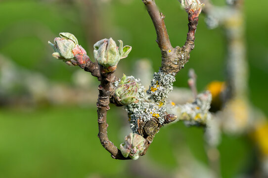 tree lichen on an apple tree in the spring