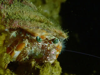 The Hermit Crab. Hermit crab in a shell close-up on a black background at the bottom of the sea.