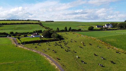 A cows on a fenced green pasture in Ireland, top view. Organic Irish farm. Cattle grazing on a grass field, landscape. Animal husbandry. Green grass field under blue sky