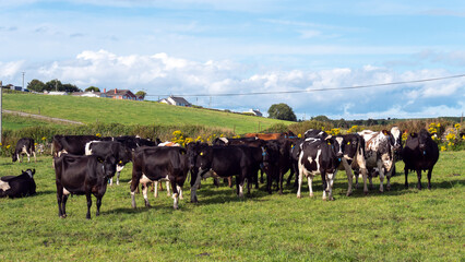 Naklejka na ściany i meble A cows on a green pasture of a dairy farm in Ireland. A green grass field and cattle under a blue sky. Agricultural landscape, cow on green grass field.
