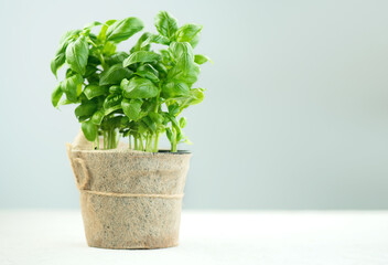 Basil plant growing in a pot. Close-up of fresh basil leaves in rustic pot on a table. Green flavoring. Fresh Basil. Nature healthy. Condiment concept. Mediterranean, Italian cuisine 