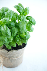 Basil plant growing in a pot. Close-up of fresh basil leaves in rustic pot on a table. Green flavoring. Fresh Basil. Nature healthy. Condiment concept. Mediterranean, Italian cuisine. Vertical image 