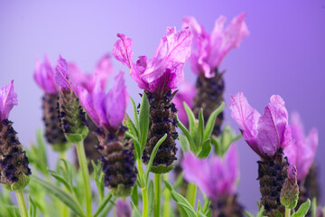 Lavender. Blooming Violet fragrant lavender flowers close up. Background of Growing Lavender, harvest. Garden, gardening. Watercolor design. Aromatic blue flowers macro shot. 