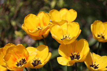 Obraz na płótnie Canvas Gelbe Tulpen im Frühling