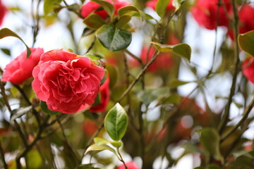 Gro&szlig;e rote Bl&uuml;te