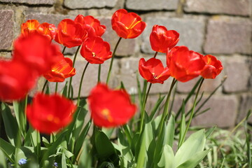 Rote Tulpen vor einer Steinmauer