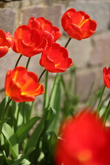 Rote Tulpen im Garten
