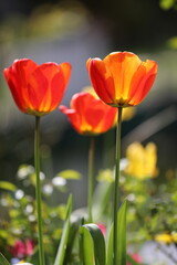 Rote Tulpen im Frühling