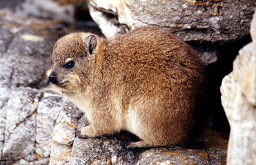 Rock Hyrax or Cape Hyrax or Dassie