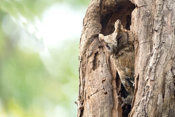owl on a treetaken from satchori national park sylhet division bangladesh