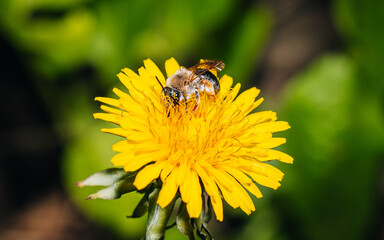 Bee on a dandelion,  A bee on a dandelion