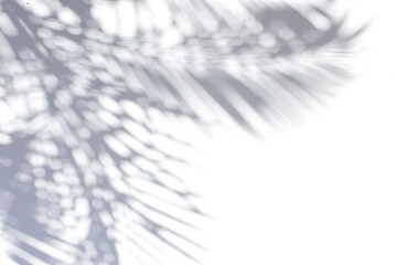 Fototapeta na wymiar Natural palm leaf sunlight shadow on white wall background texture.
