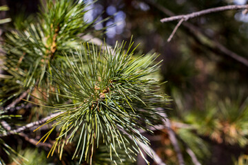 Cedar tree's fir needles close-up