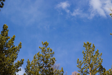Cedar tree tops against blue sky