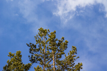 Cedar tree tops against blue sky