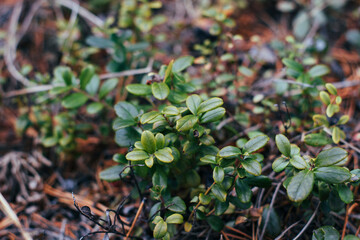 Vaccinium vitis-idaea, the lingonberry, partridgeberry, mountain cranberry or cowberry, is a small...