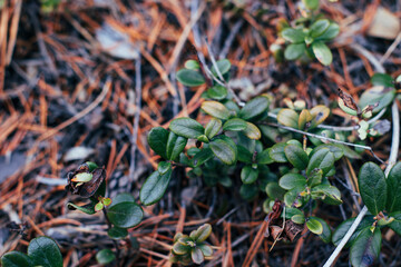 Vaccinium vitis-idaea, the lingonberry, partridgeberry, mountain cranberry or cowberry, is a small...