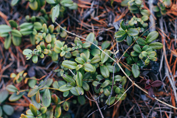Vaccinium vitis-idaea, the lingonberry, partridgeberry, mountain cranberry or cowberry, is a small...