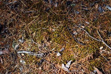 Coniferous forest floor with pine cones, fir needles and moss