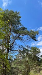 trees in the forest