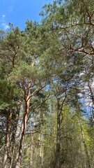 trees in the forest