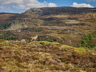 Fototapeta na wymiar roe deer stag standing in landscape of scottish highlands.