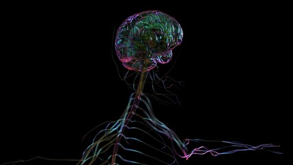 3D Illustration Human Brain Anatomy For Medical Concept