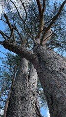 Fototapeta na wymiar Pine branches 