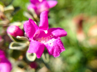 pink and white flower garden wallpaper