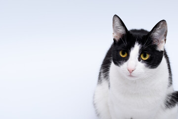 Czarno-biała kocica siedzącą na białym tle pozująca do zdjęcia 