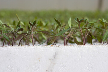 Tomato Seedlings