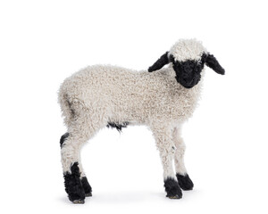 Adorable one and a half week old Walliser Schwartznase aka Valais Blacknose lamb, standing side ways. Looking straight to camera. Isolated on a white background.