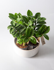 Fototapeta premium Mini Zamioculcas. Green home zamiifolia flower in a white pot. Grow flowers in the garden. Floriculture. Green leaves. Flora background. Zanzibar Gem The tree auspicious. ZZ plant, Zuzu houseplant