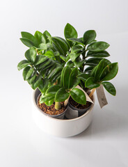 Mini Zamioculcas. Green home zamiifolia flower in a white pot. Grow flowers in the garden. Floriculture. Green leaves. Flora background. Zanzibar Gem The tree auspicious. ZZ plant, Zuzu houseplant