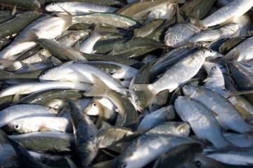 Fishing Catch of the Day