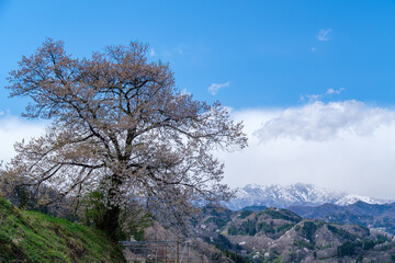 一本桜と北アルプス