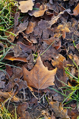 Fallen frozen leaves in green grass. Autumn background.