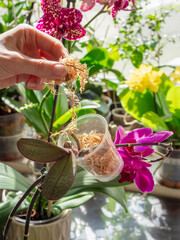 Vertical view of laying moss in a pot. Baby orchid seedling in a transparent container with moss. Orchid breeding. Indoor floriculture. Copy space.