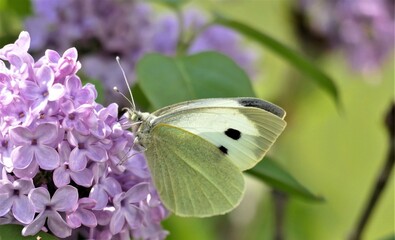 White butterfly and lilac flower