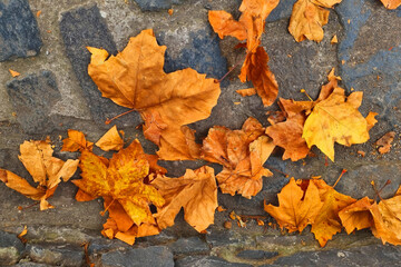Fallen yellow dry leaves on the ground. Autumn background.