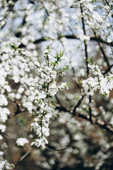 a branch of a flowering holly with white flowers. spring garden the first flowering trees