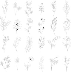 Set of beautiful flowers berries and branches in line style isolated on white background. Line art botanical drawing. Floral design boarders elements for wedding invitations. Vector Illustration.