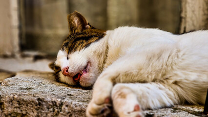Śpiący kot w mieście Kotor - obrazy, fototapety, plakaty